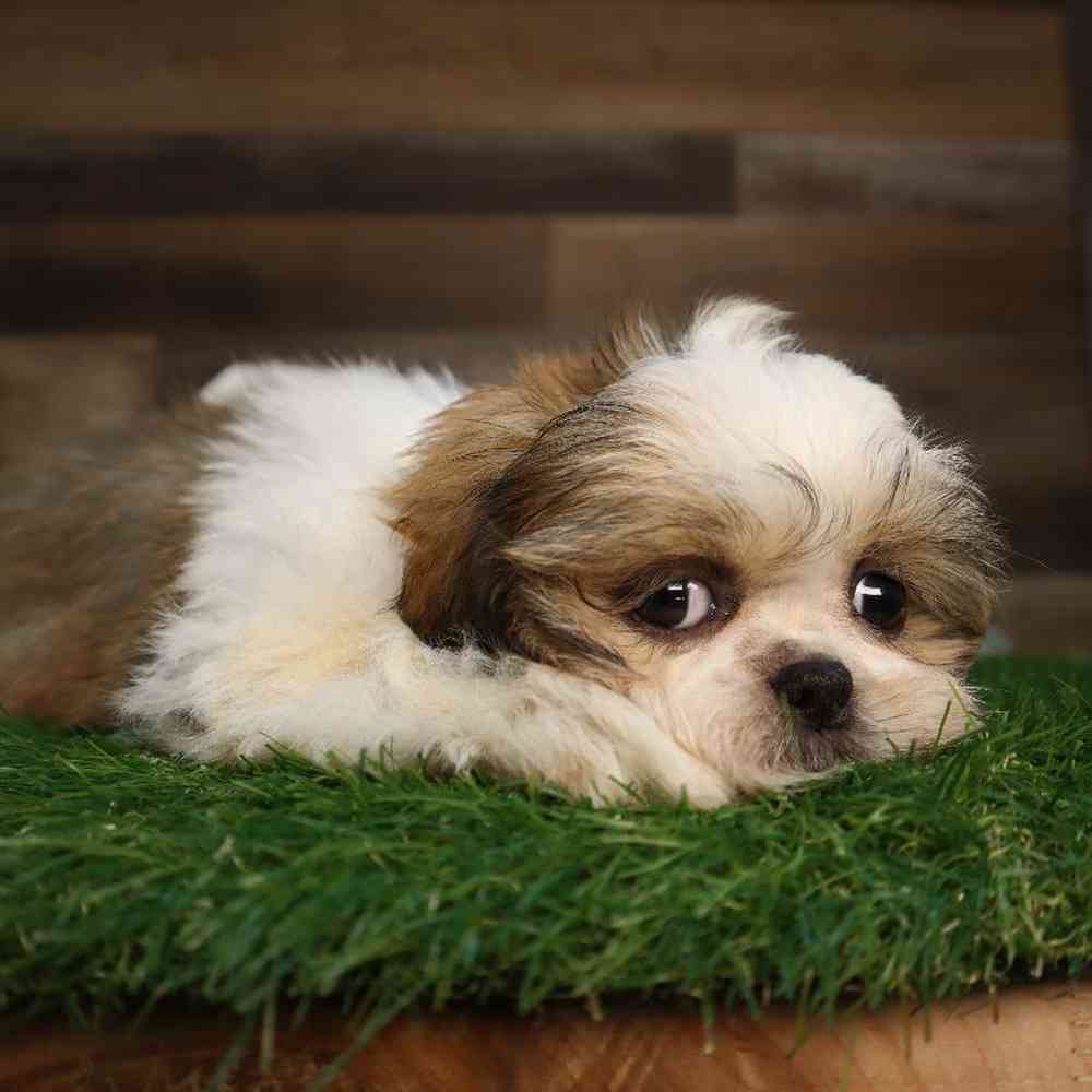 Female Shih Tzu Puppy for Sale in Blaine, MN