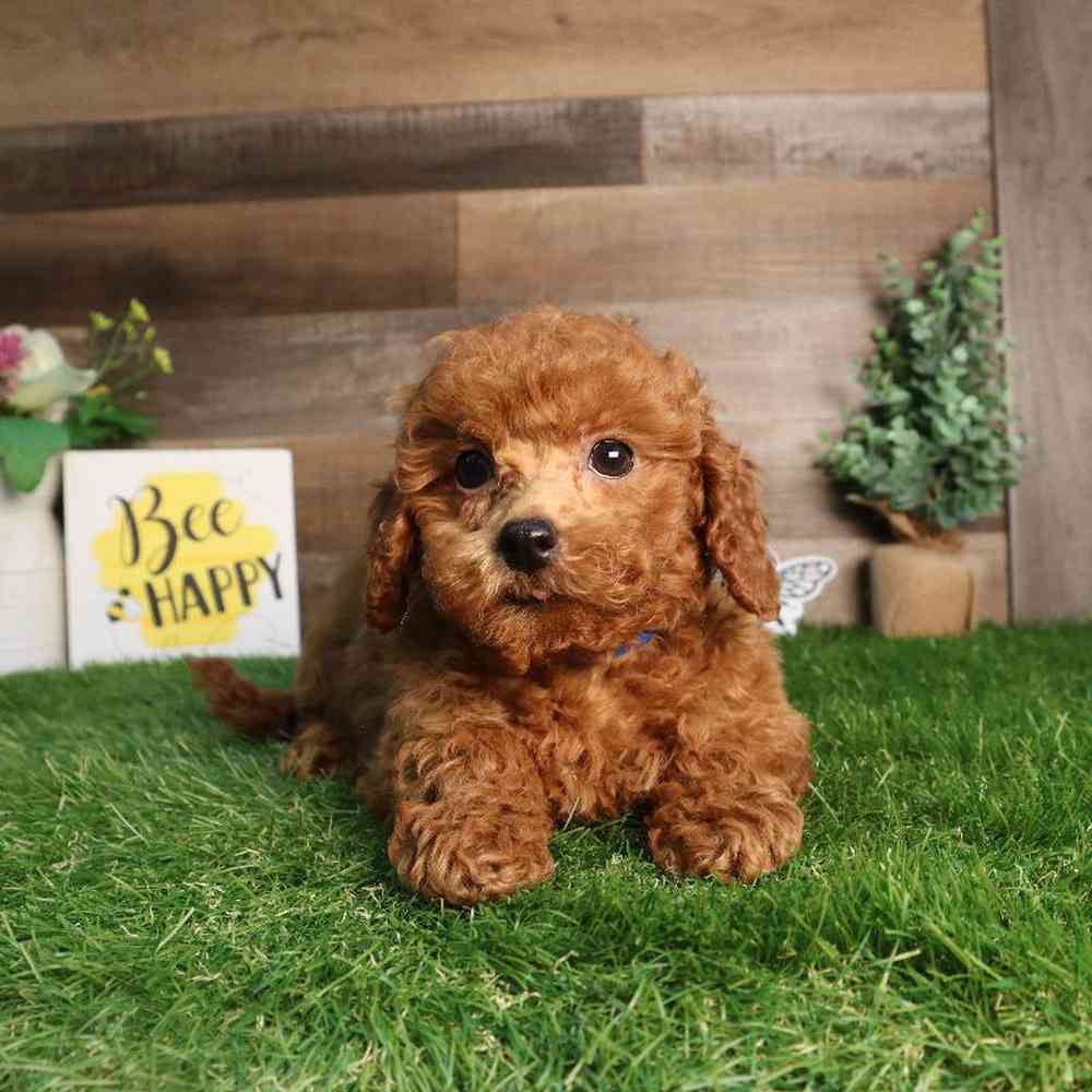 Male Mini Goldendoodle 2nd Gen Puppy for Sale in Blaine, MN