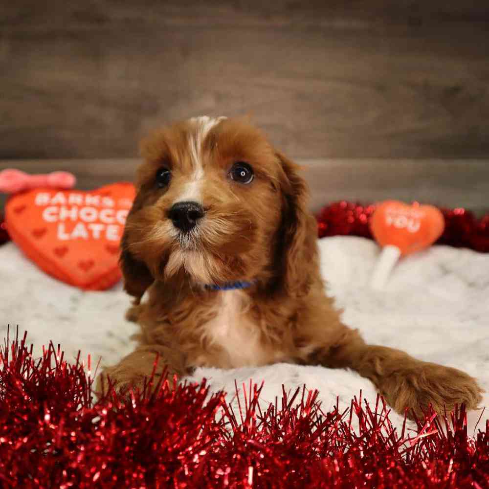 Male Cavapoo Puppy for Sale in Blaine, MN