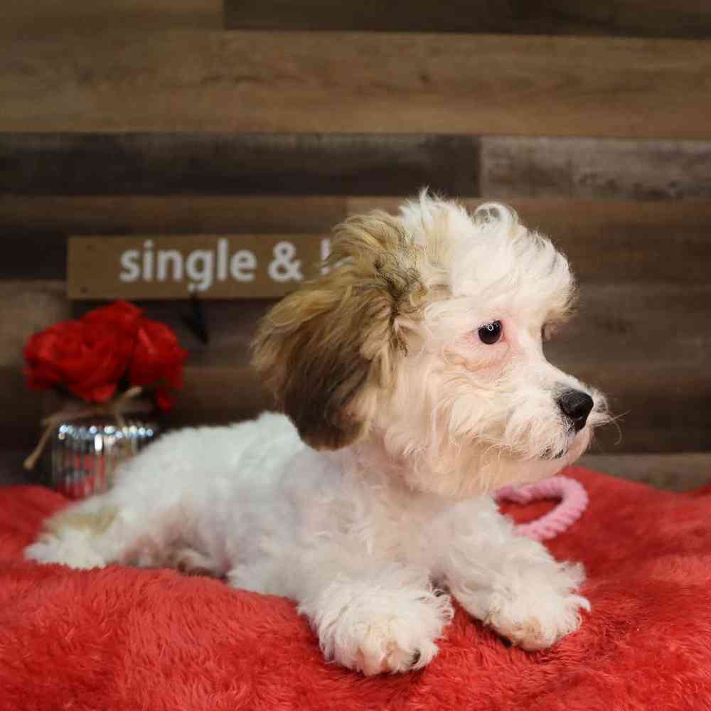 carousel pet images