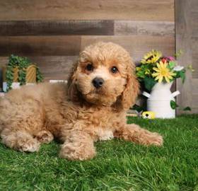 Cavapoo