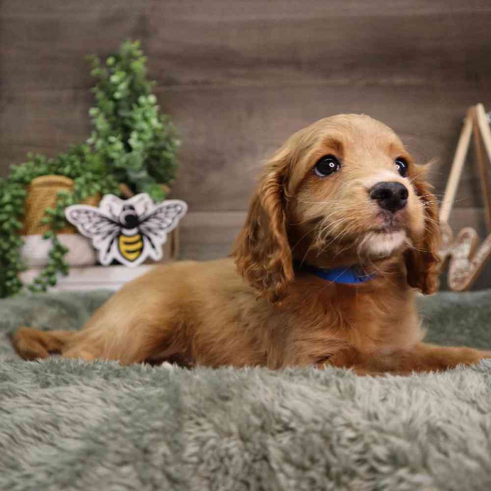 Male Cockapoo Puppy for Sale in Blaine, MN