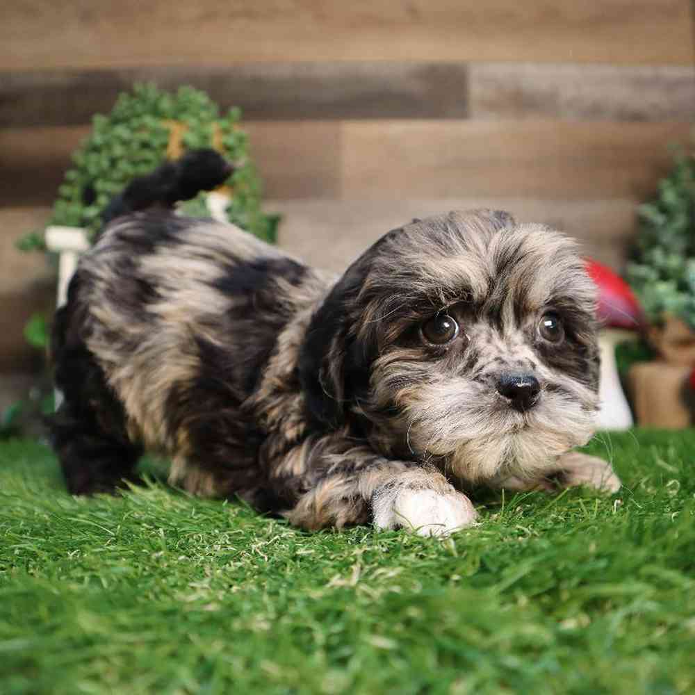 Female Shipoo Puppy for Sale in Blaine, MN