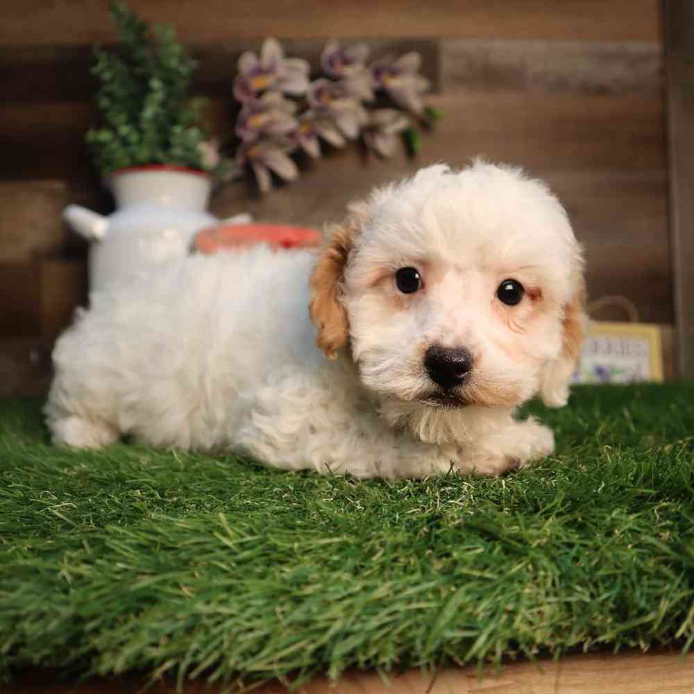 Male Bichon-Poo Puppy for Sale in Blaine, MN
