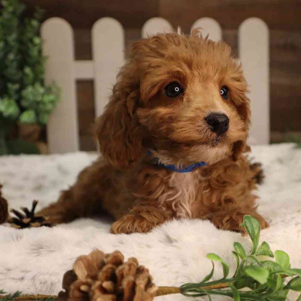 carousel pet images