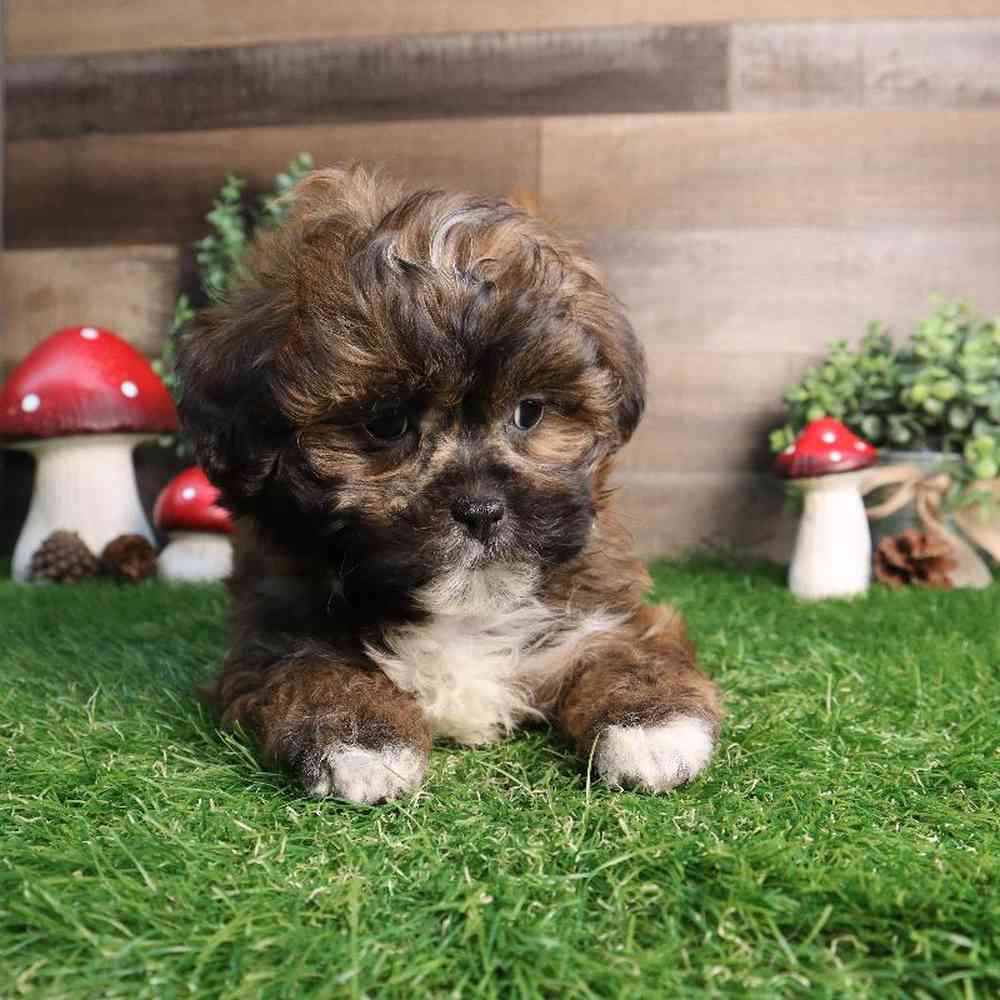 carousel pet images