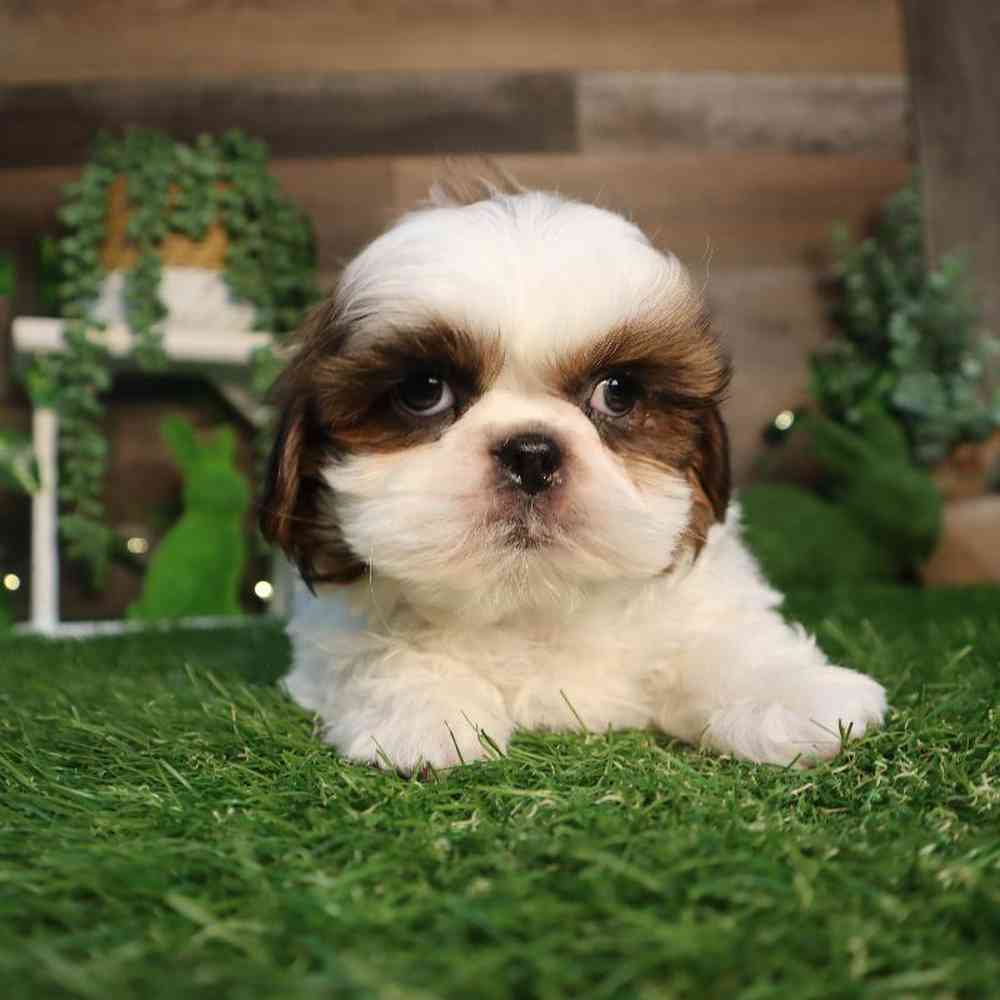 carousel pet images