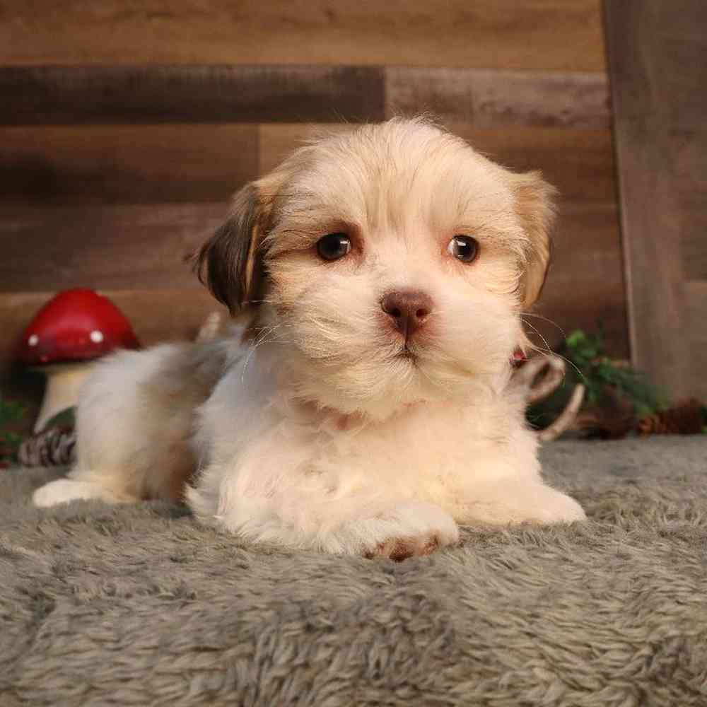 Malshi Puppy for sale - Four Paws and a Tail