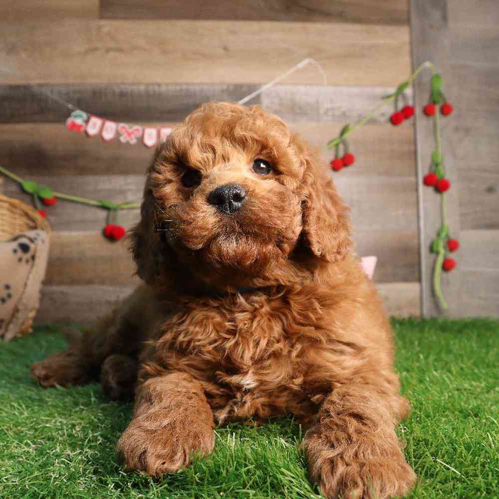 carousel pet images