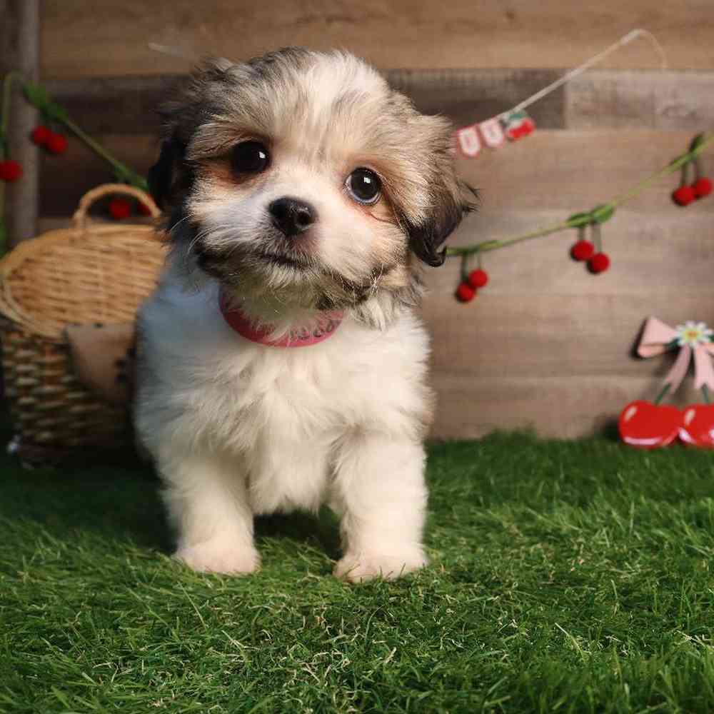 carousel pet images