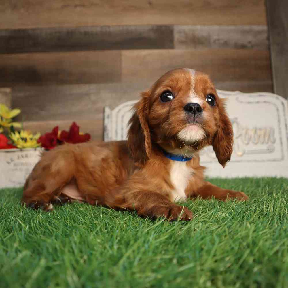 carousel pet images
