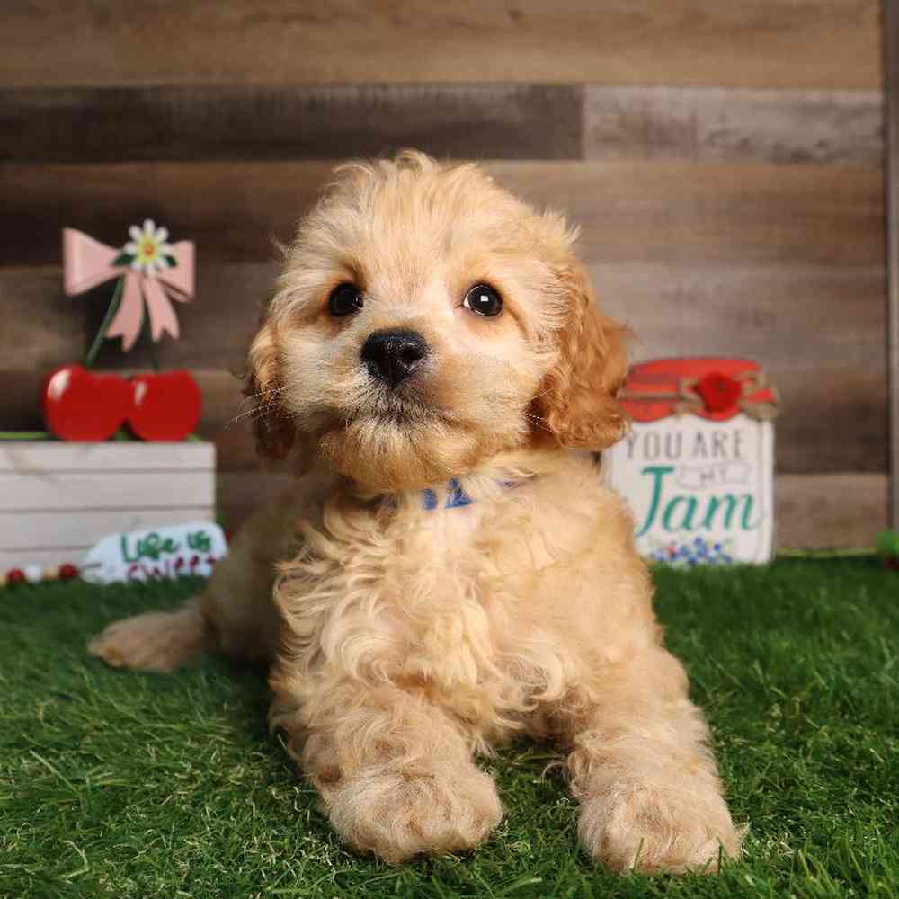 carousel pet images