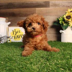Mini Poodle