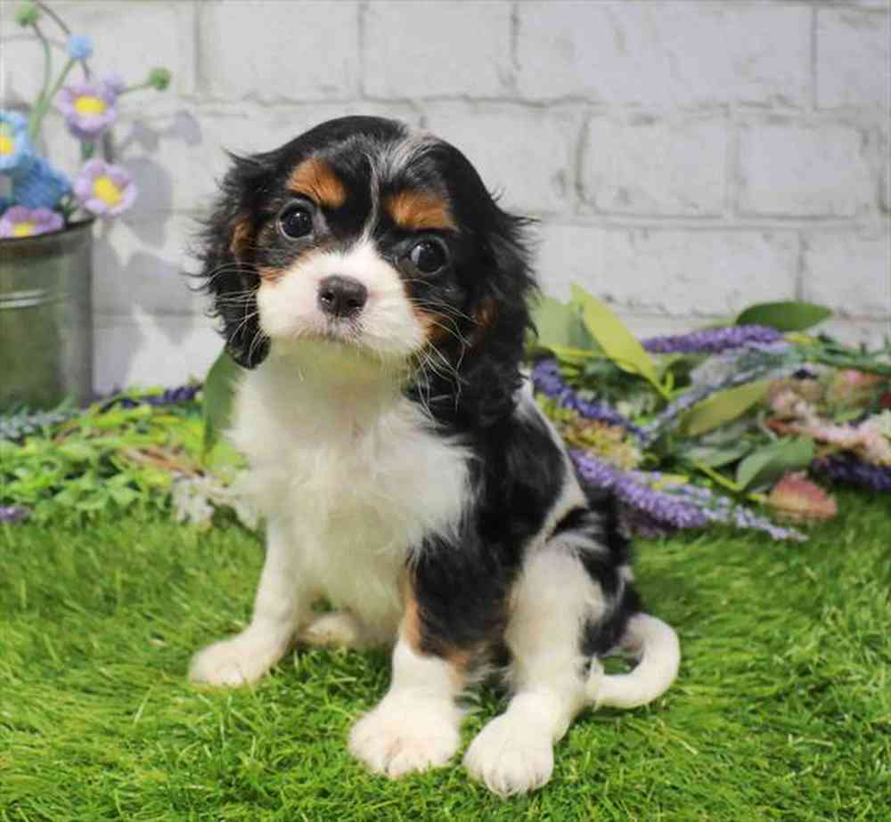carousel pet images