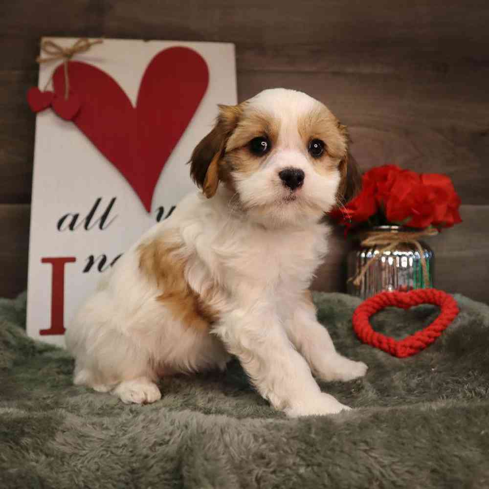 carousel pet images