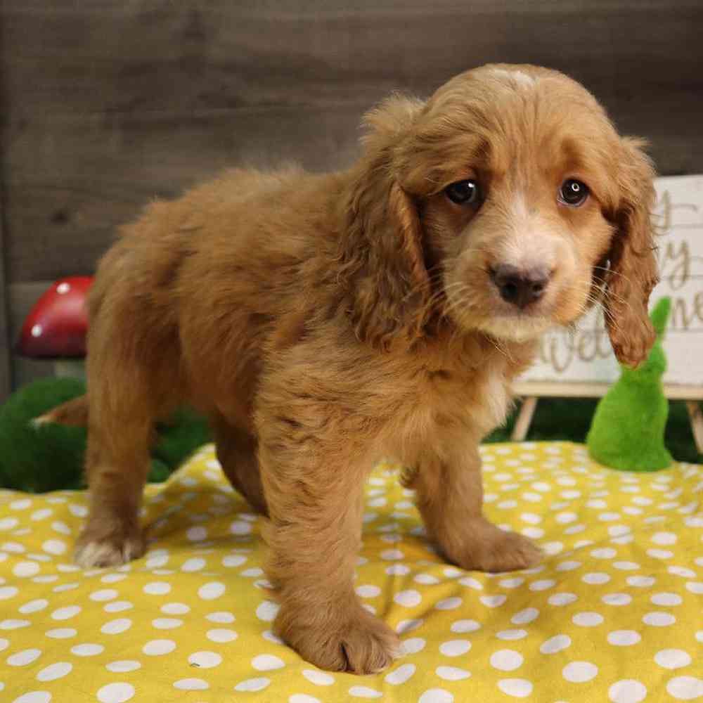 carousel pet images