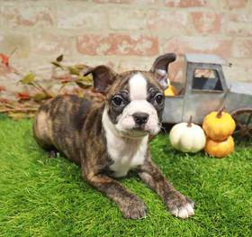 Boston Terrier