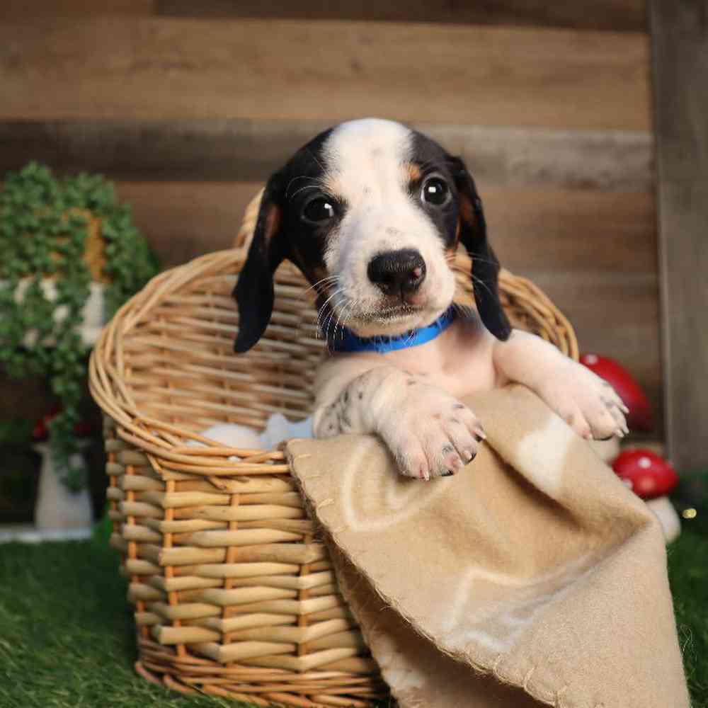 carousel pet images