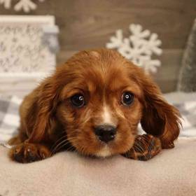 Cavalier King Charles Spaniel
