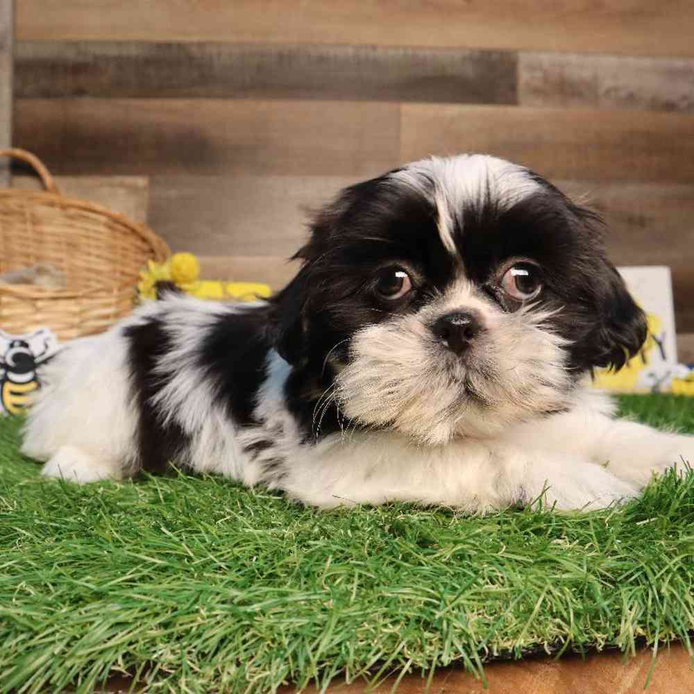Female Malshi Puppy for Sale in Blaine, MN