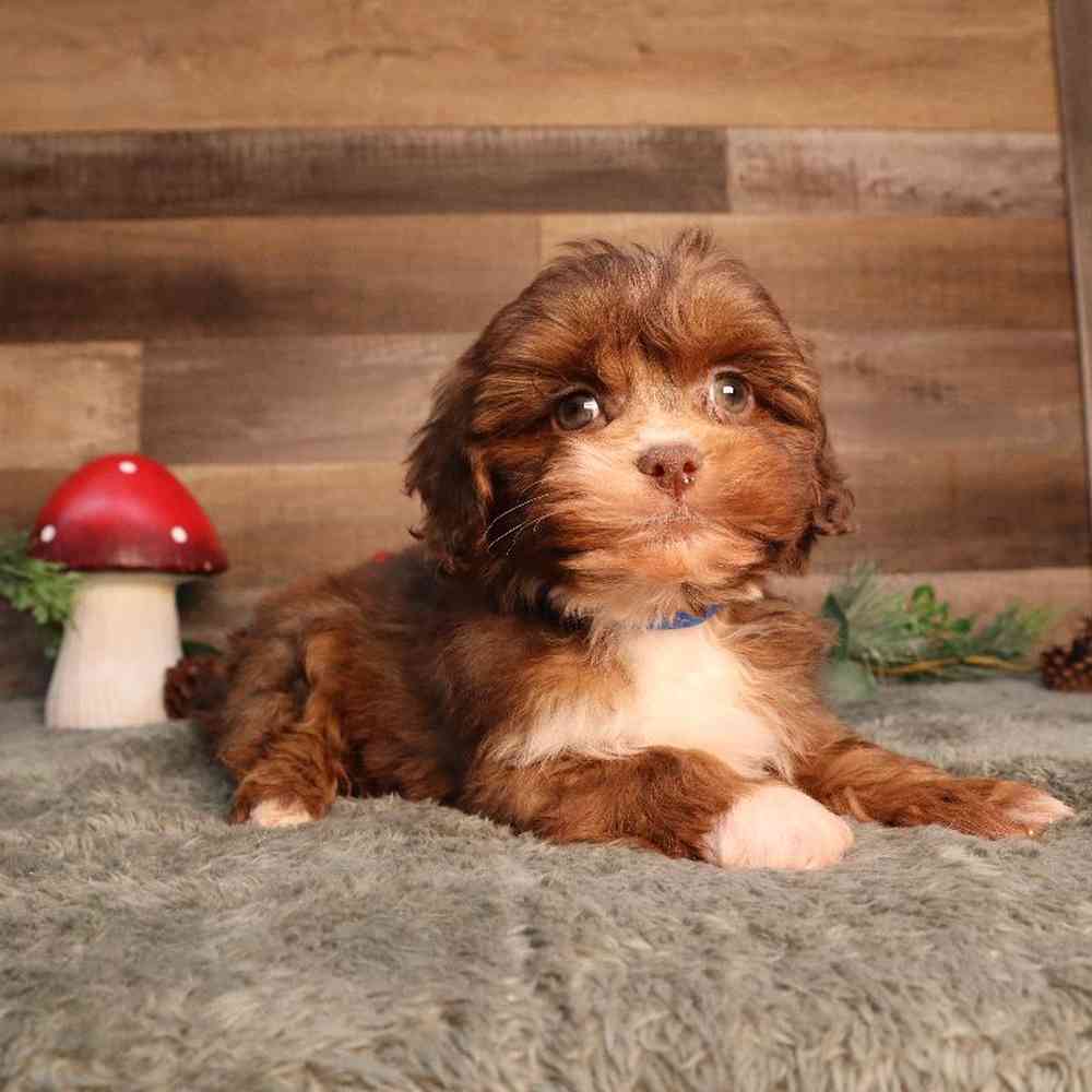 Shipoo Puppy for sale - Four Paws and a Tail