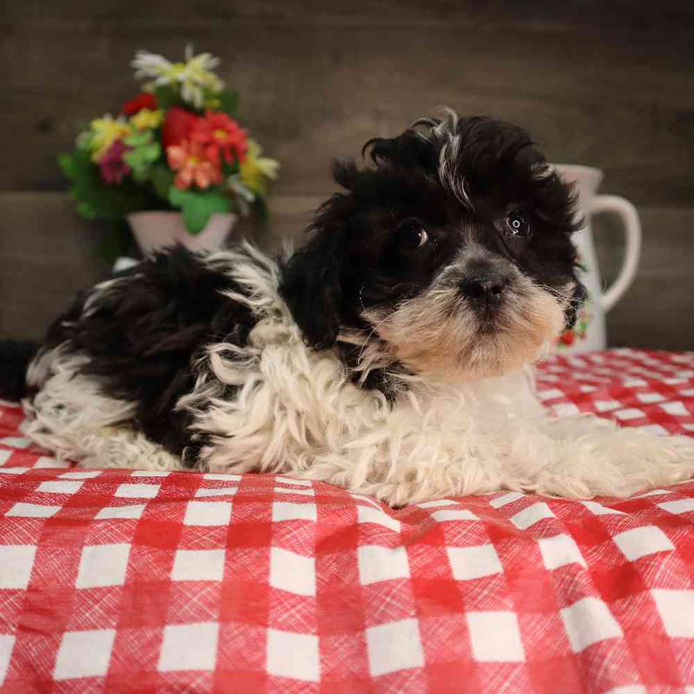 carousel pet images