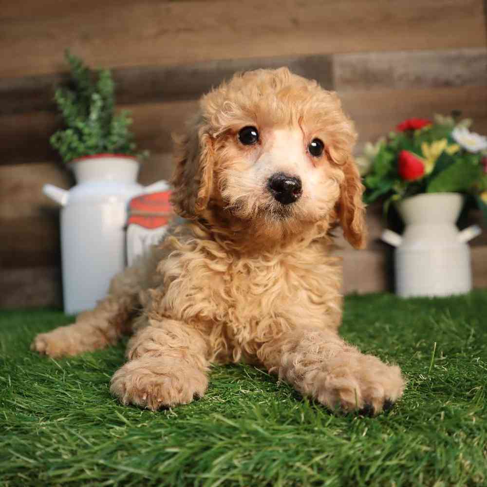 Image of a pet breed in the gallery