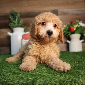 Mini Poodle