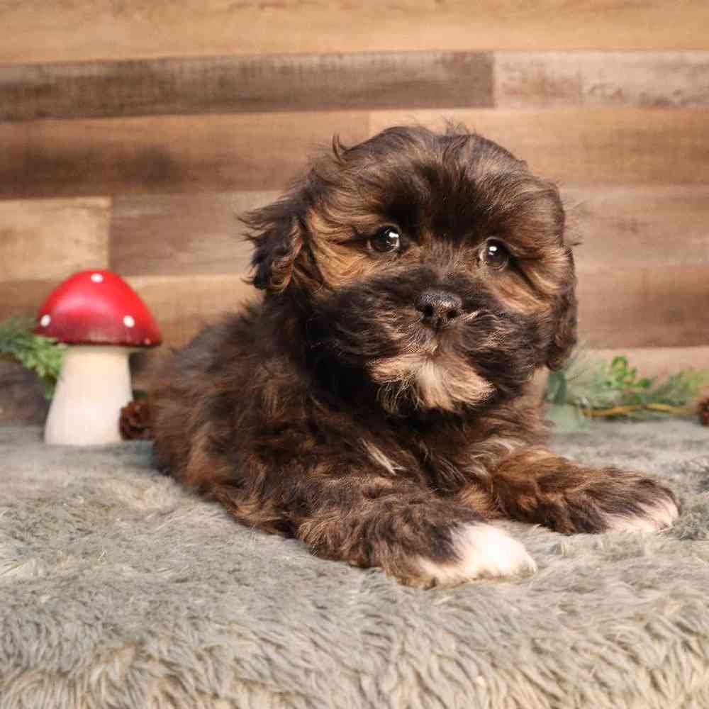 Shipoo Puppy for sale - Four Paws and a Tail