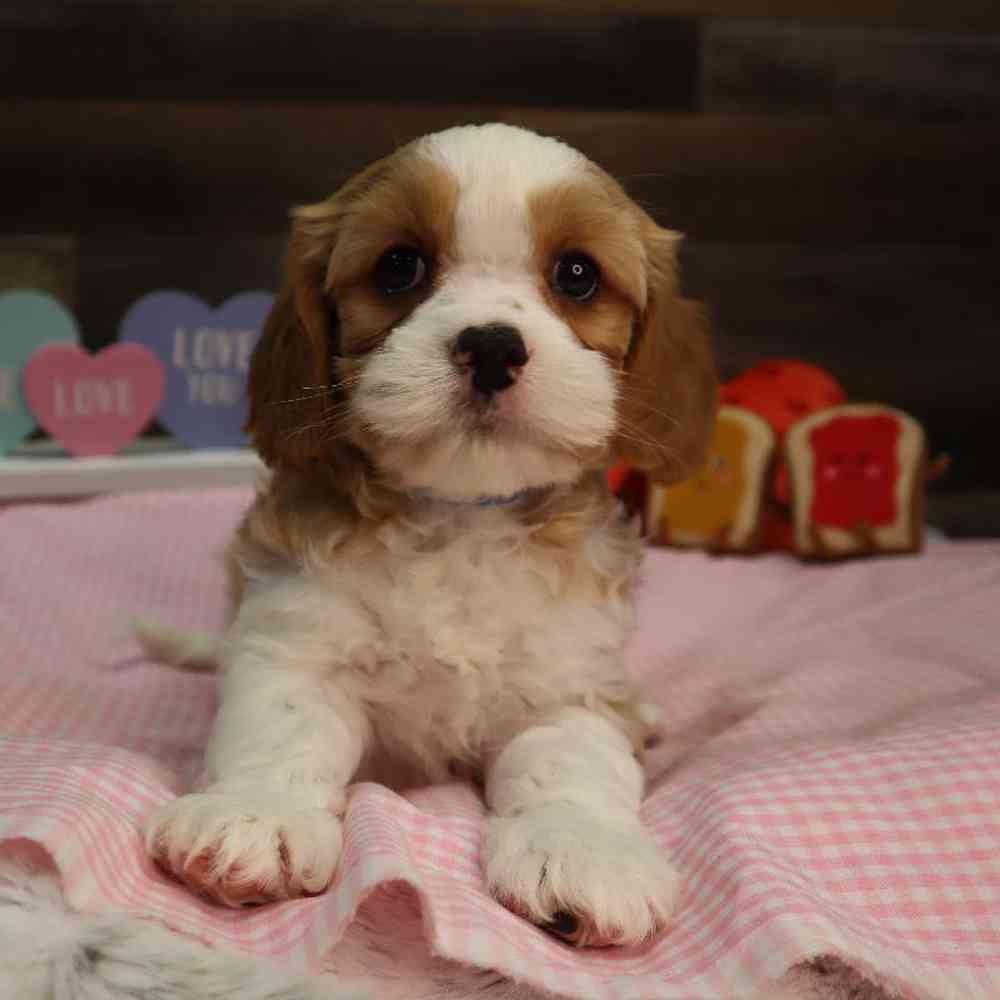 Male Cavapoo Puppy for Sale in Blaine, MN