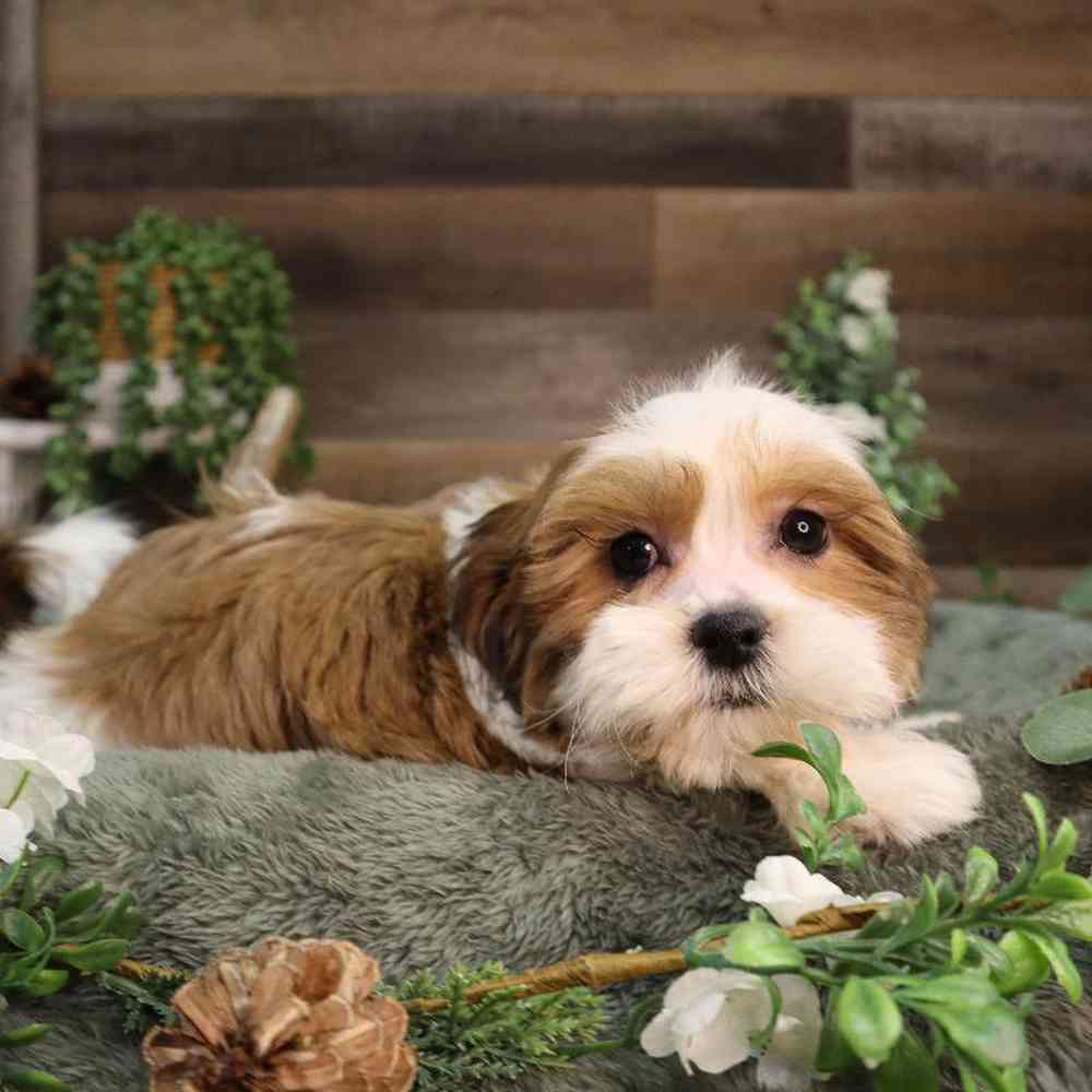 Female Teddy Bear Puppy for Sale in Blaine, MN