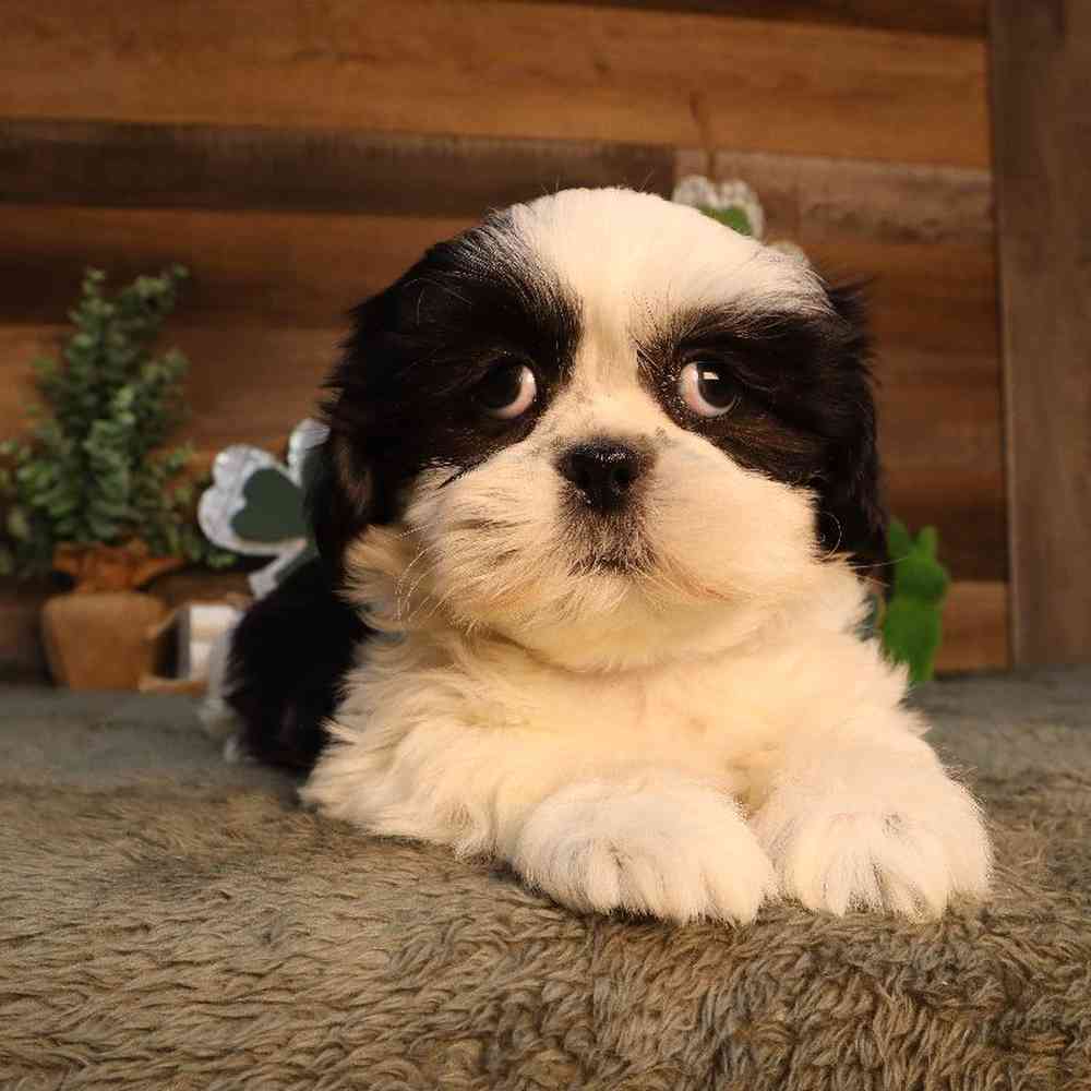 carousel pet images