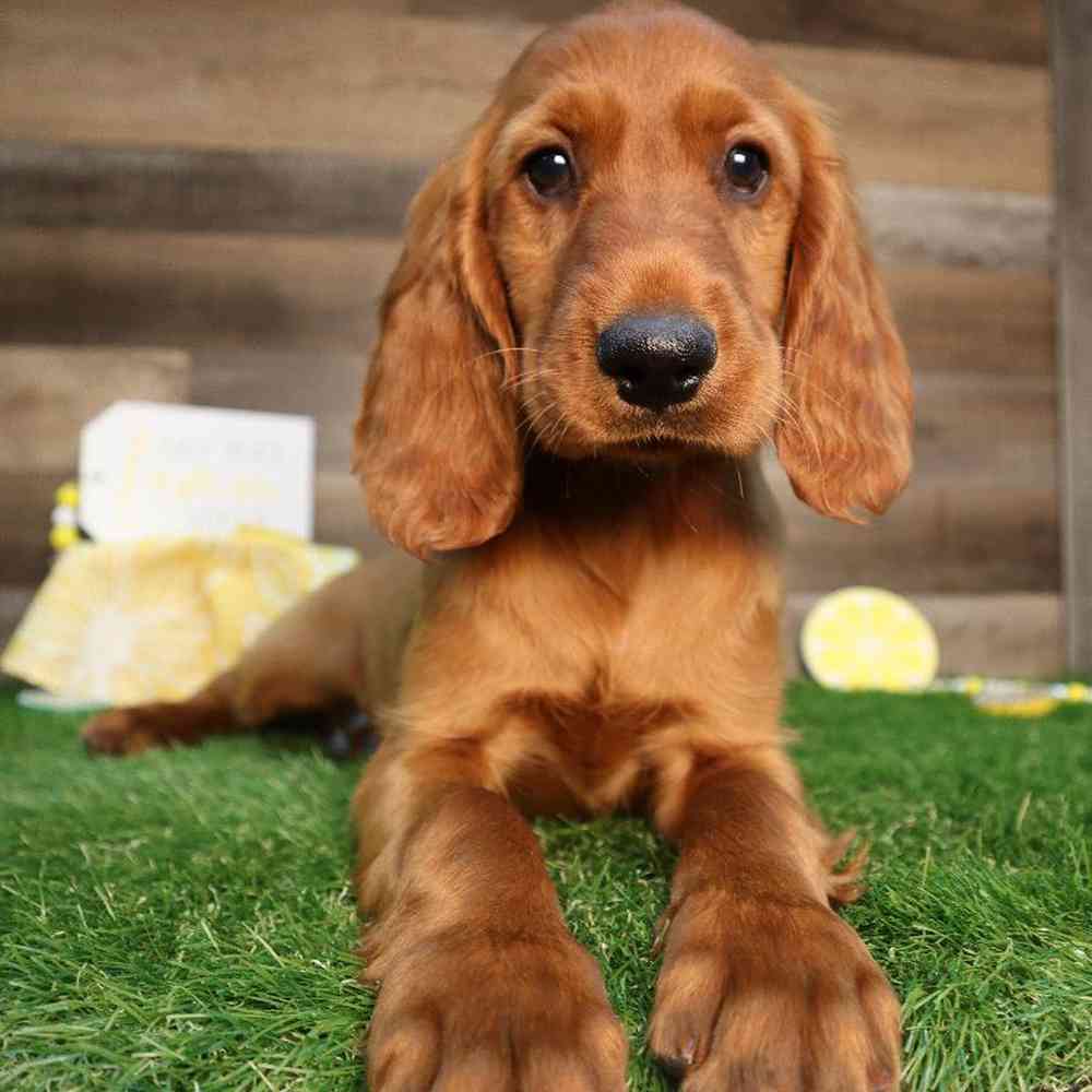 carousel pet images