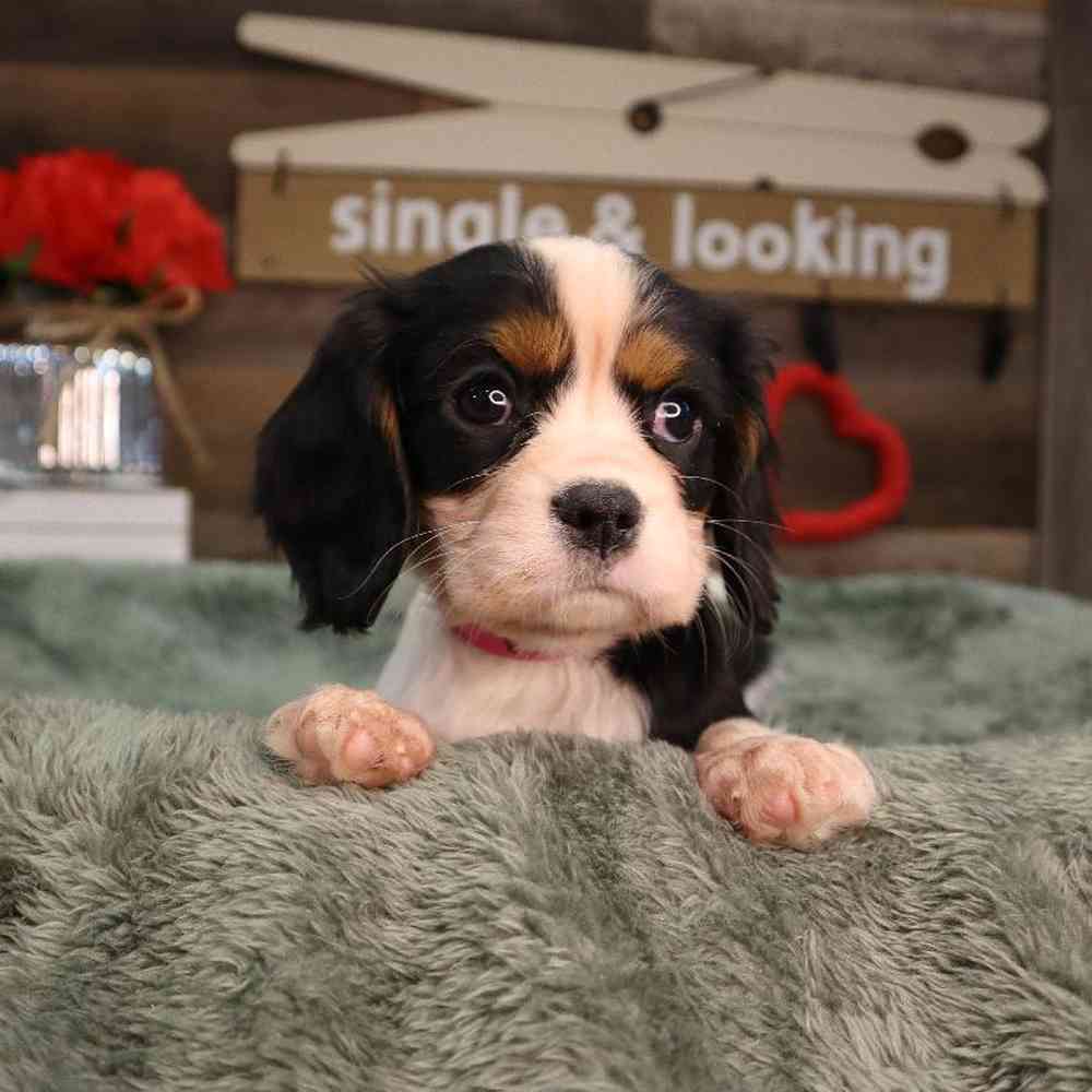 carousel pet images