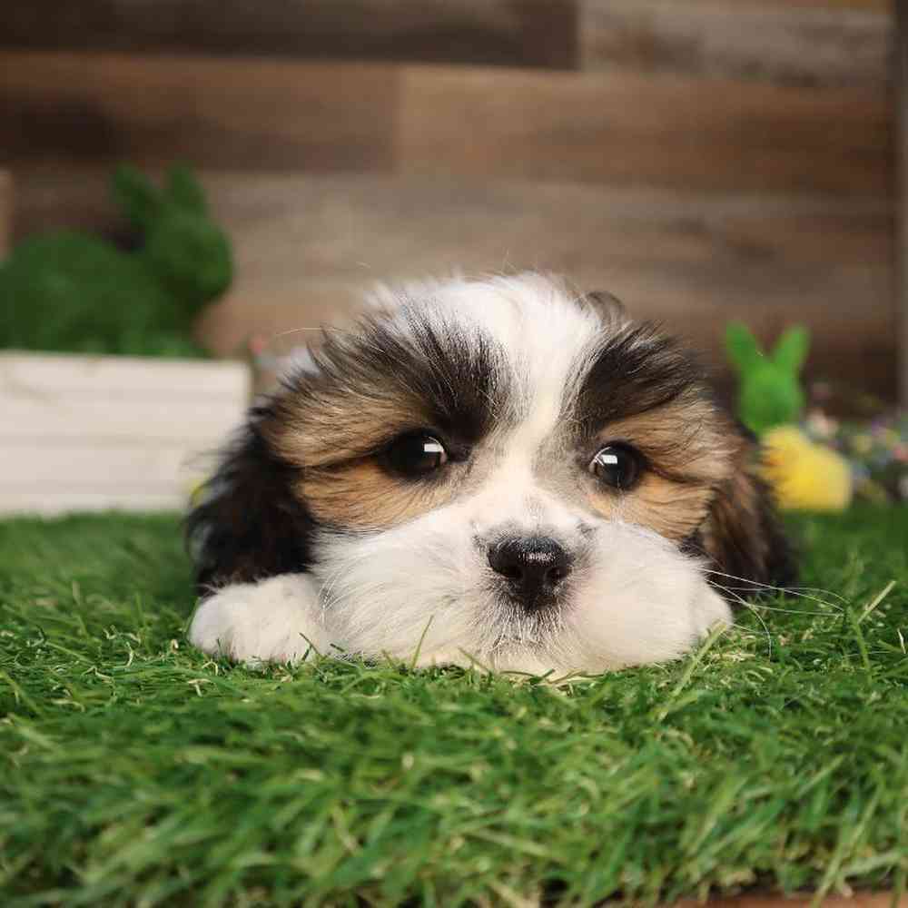 carousel pet images