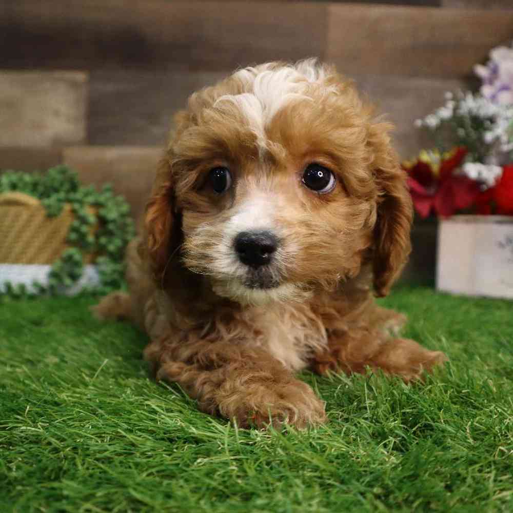 carousel pet images