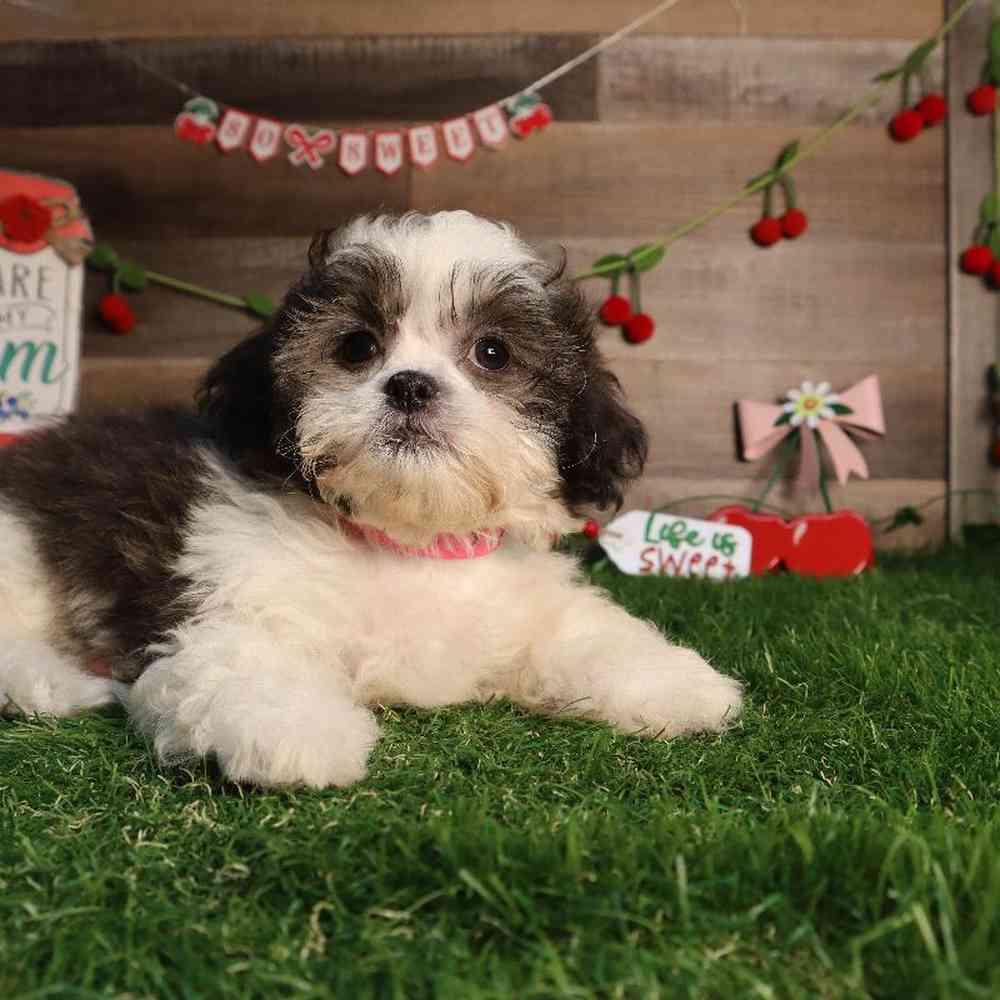 carousel pet images