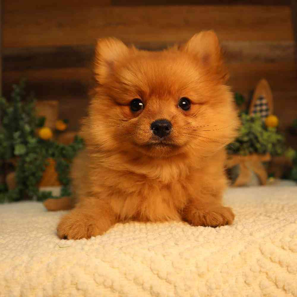 carousel pet images