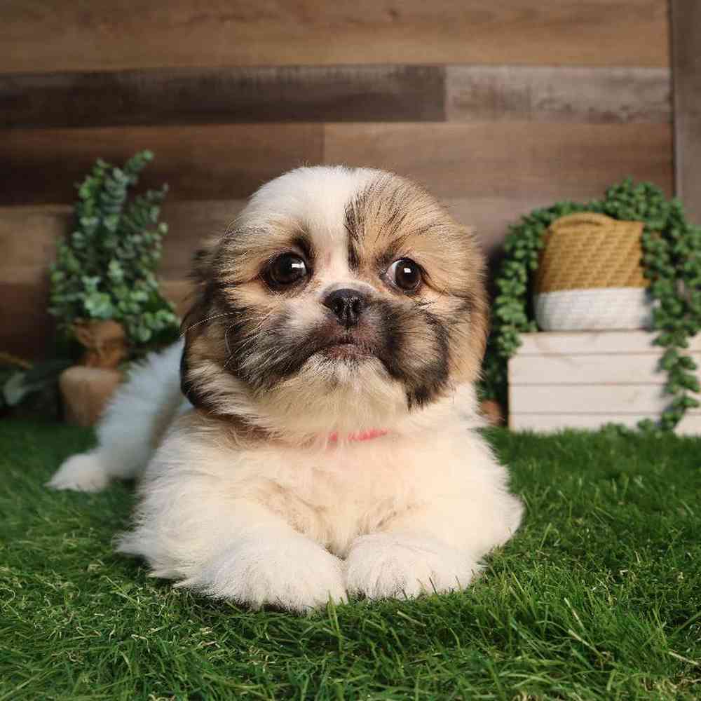 carousel pet images