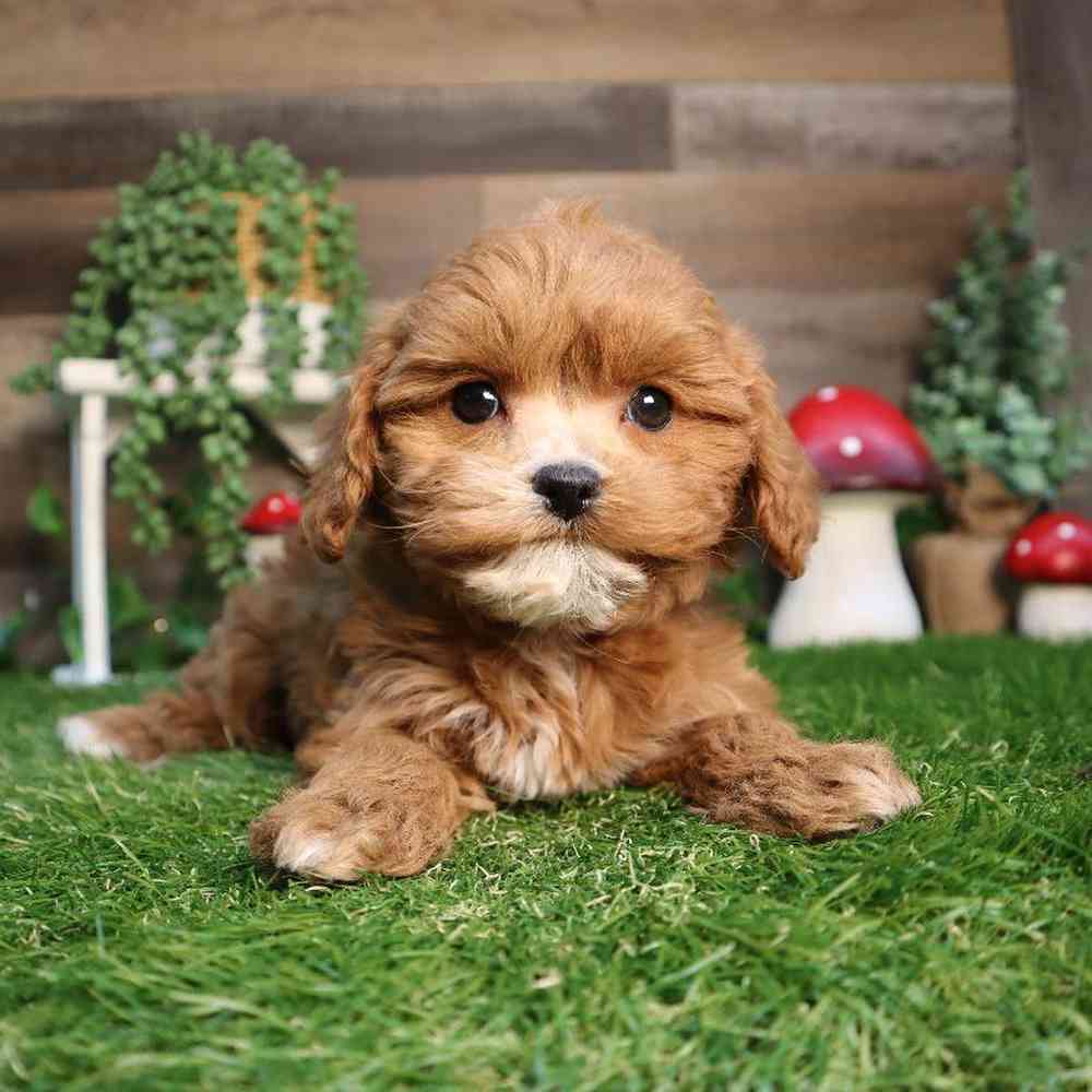 carousel pet images