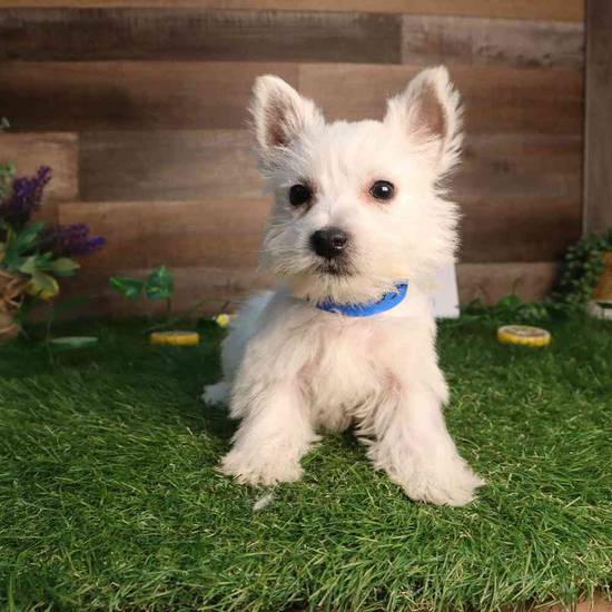 Westie Bestie