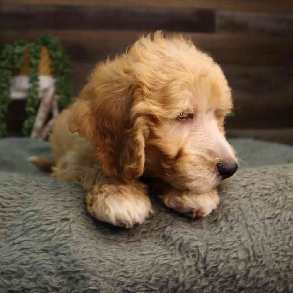 carousel pet images