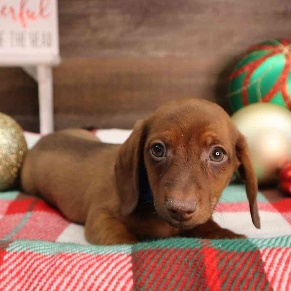 Male Dachshund Puppy for sale