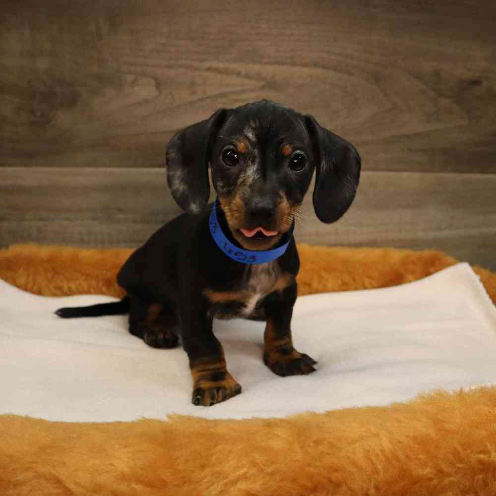 Male Dachshund Puppy for sale