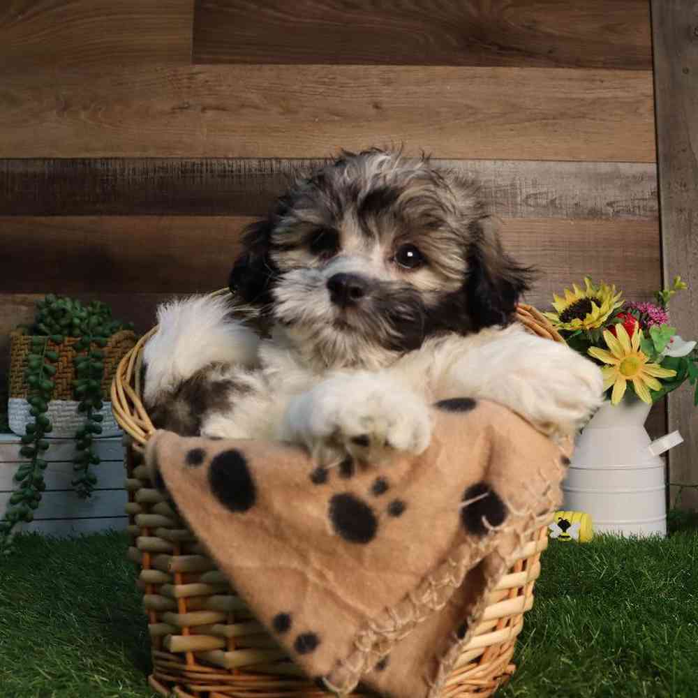carousel pet images