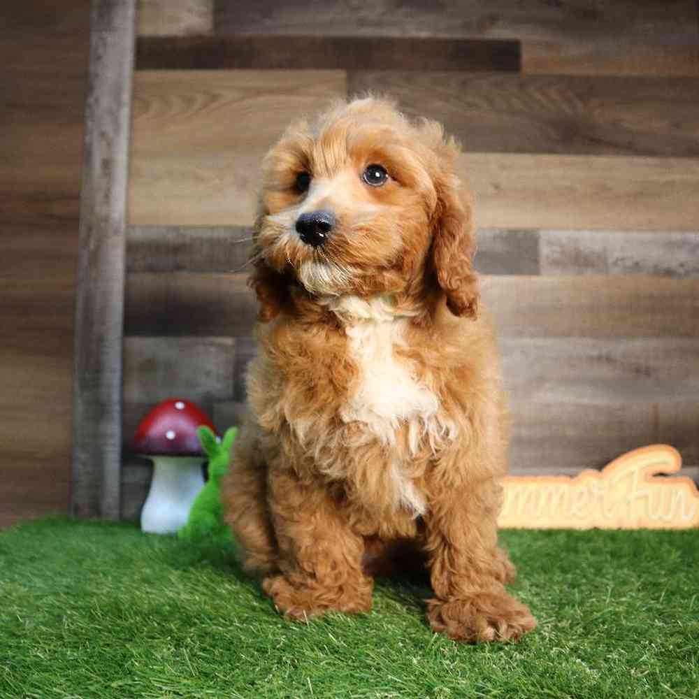 carousel pet images