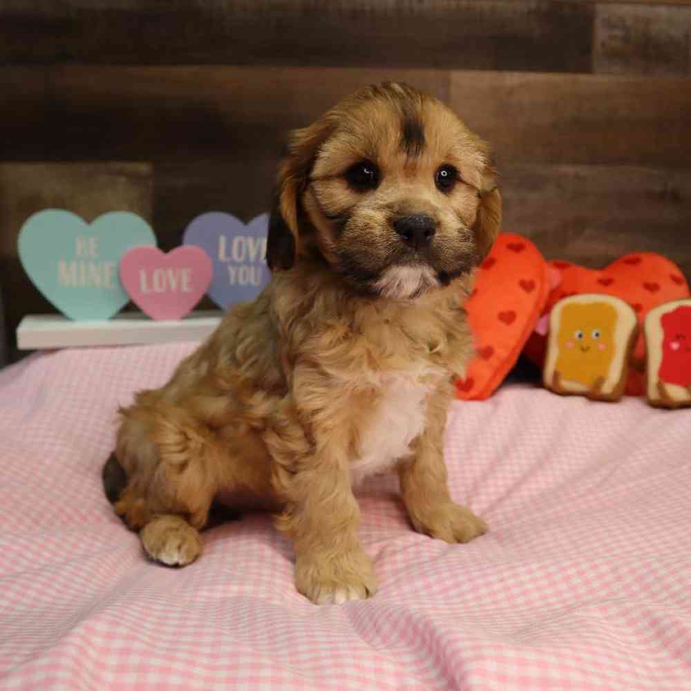 Male Cavapoo Puppy for Sale in Blaine, MN