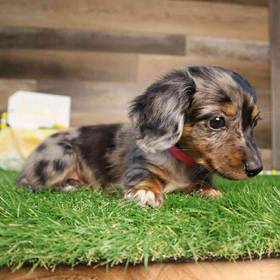 Dachshund