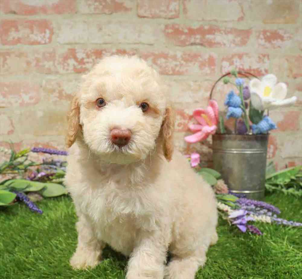 carousel pet images