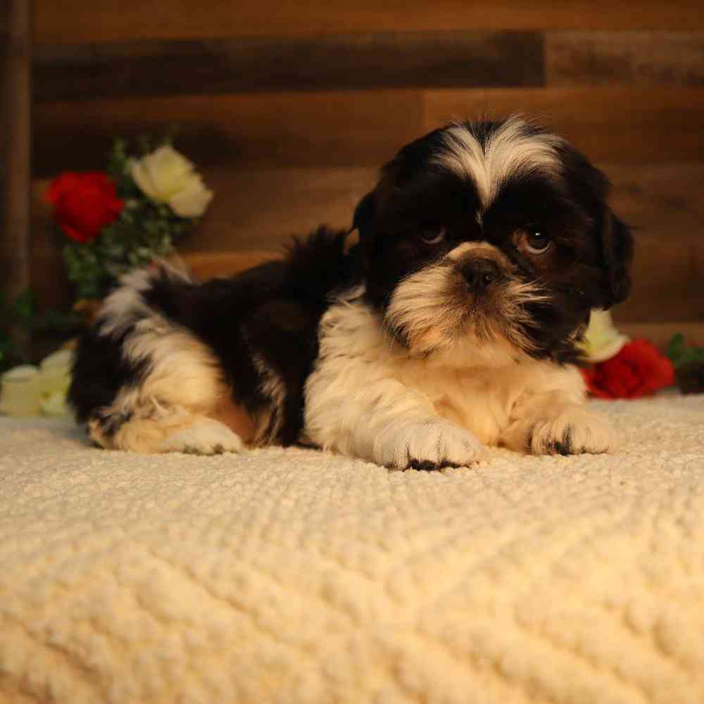 Cavapoo Puppies for sale - Four Paws and a Tail